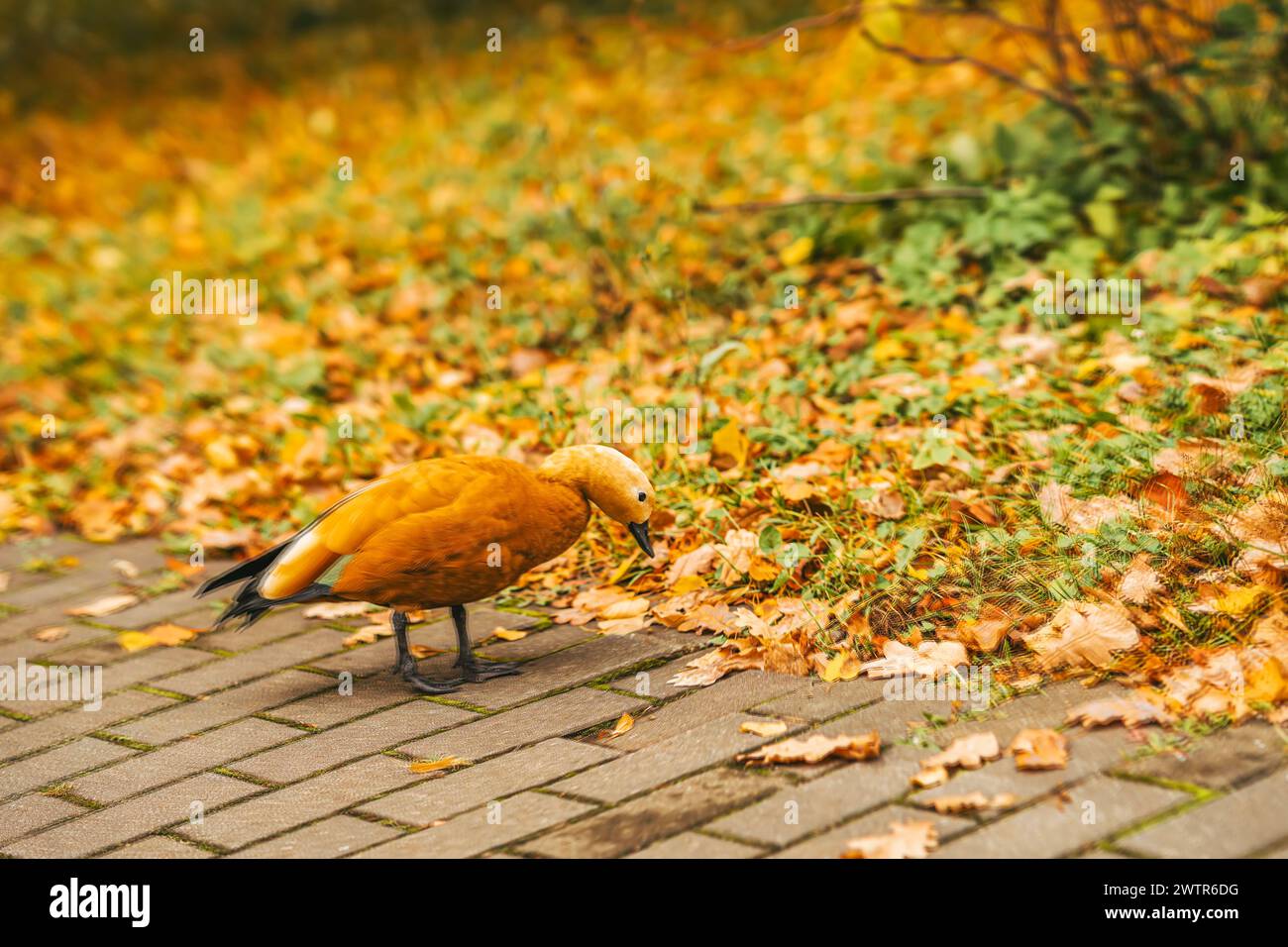 Duck läuft im Herbst auf einem Bürgersteig. Herbst in der Stadt Stockfoto