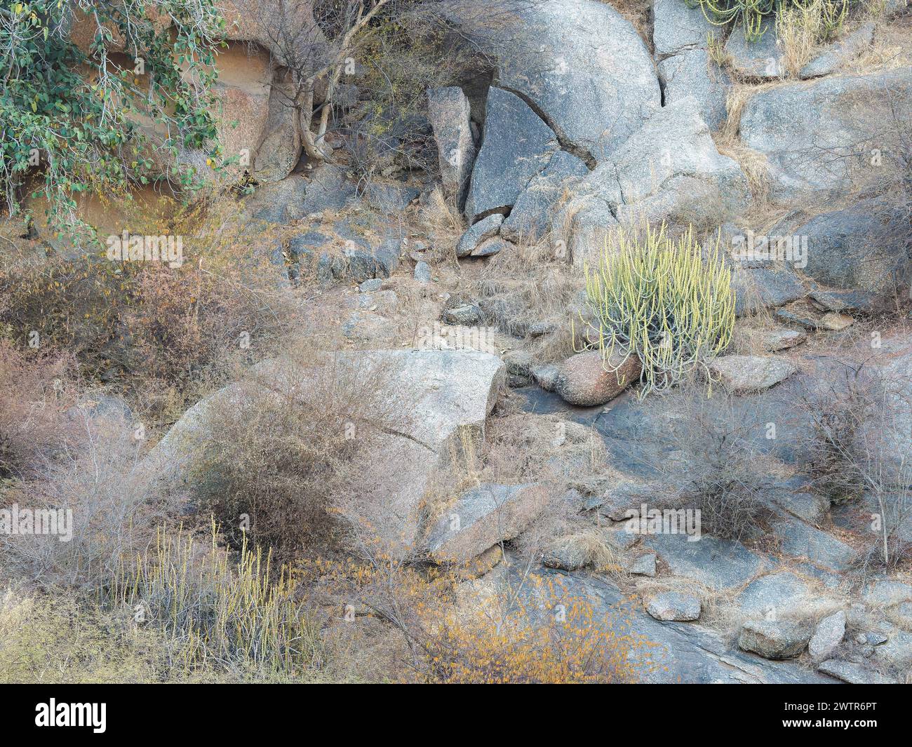 Sehen Sie die schwer fassbaren Leoparden, die ein britischer Fotograf in den Hügeln rund um Rajasthan, Indi, entdeckt hat Stockfoto