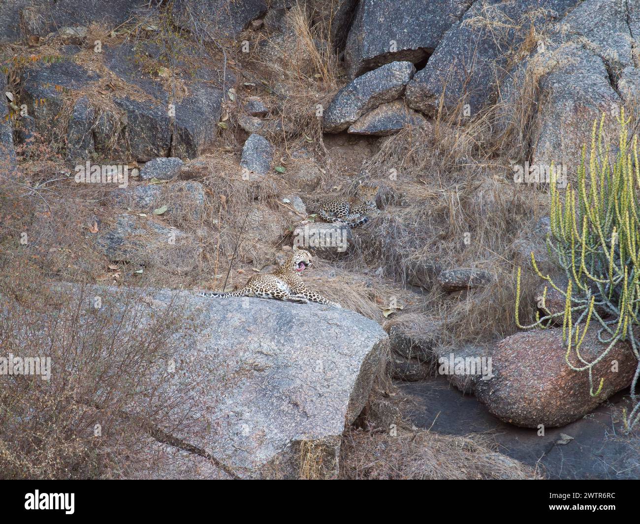 Da sind sie INDIEN. KÖNNEN SIE die schwer fassbaren Leoparden sehen, die ein britischer Fotograf in den Hügeln um Rajasthan, Indien, entdeckt hat? Stockfoto