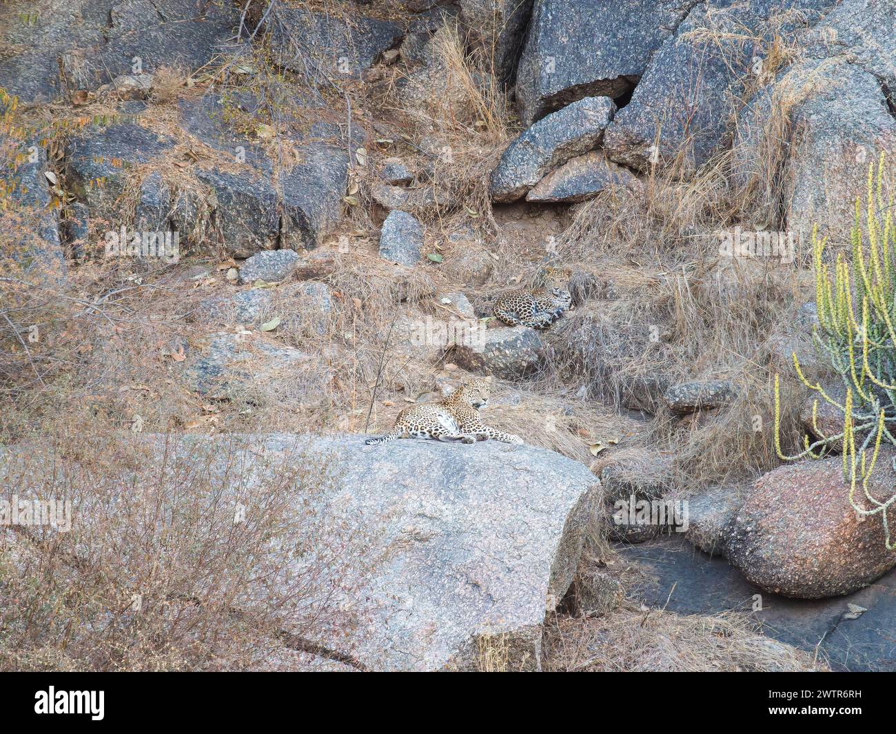 Leopardenmütter entspannen sich. INDIEN KANN MAN die schwer fassbaren Leoparden beobachten, die von einem britischen Fotografen in den Hügeln um Rajastha versteckt sind Stockfoto