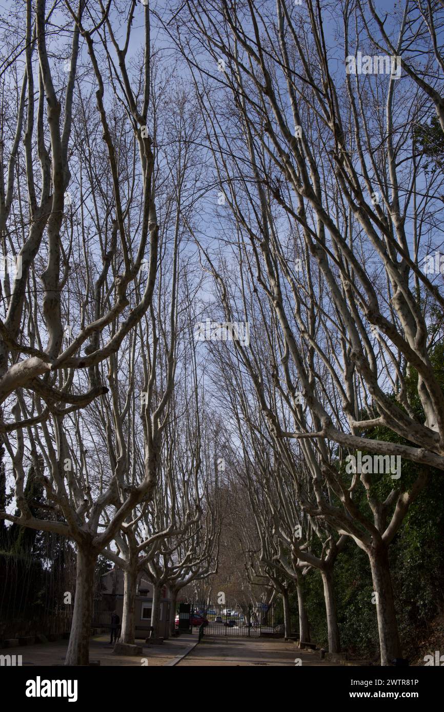 Die von Bäumen gesäumte Alyscamps, einer galloromanischen Nekropole in Arles, Frankreich Stockfoto
