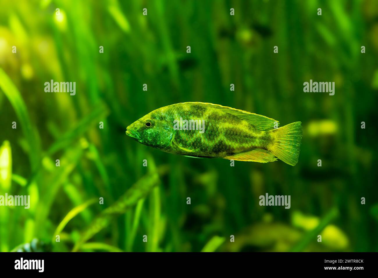 Giraffe Cichlid oder Kalingo (Haplochromis polystigma oder Nimbochromis polystigma) Stockfoto