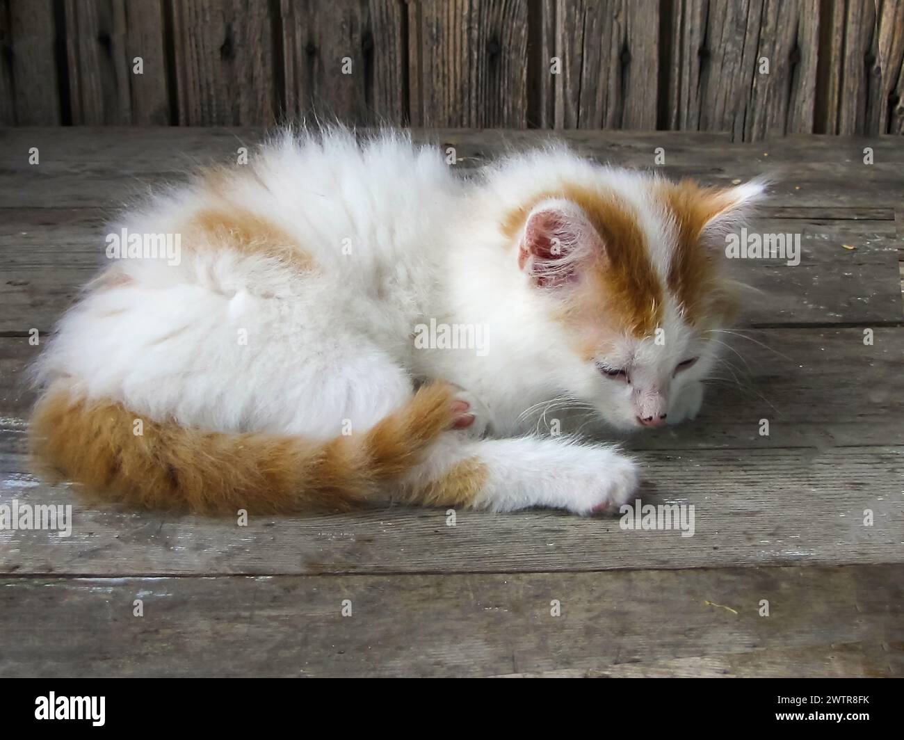 Ein kleines Kätzchen entspannt sich neben einer orangen und weißen Katze Stockfoto