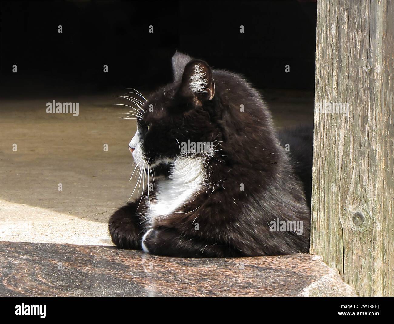 Schwarz-weiße Katze, die im Sonnenlicht neben Holzpfosten blickt Stockfoto
