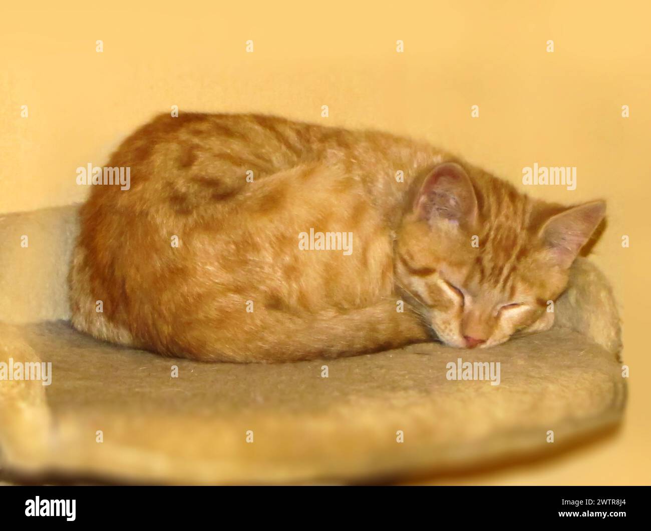 Eine orangene Katze liegt auf einer Matte neben einem Kissen Stockfoto