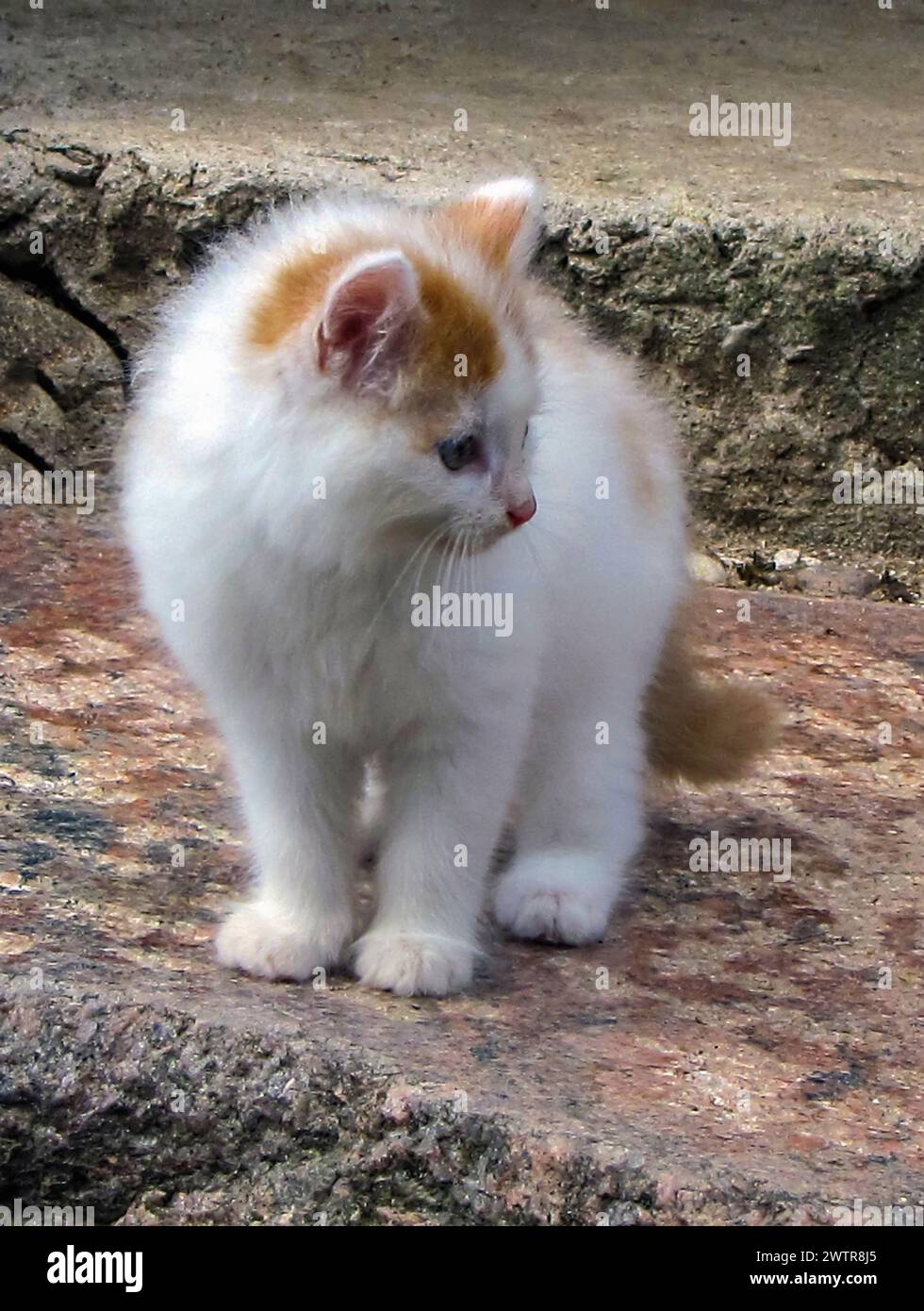 Ein weißes Kätzchen, das sich in der Sonne auf felsigem Gelände sonnt Stockfoto