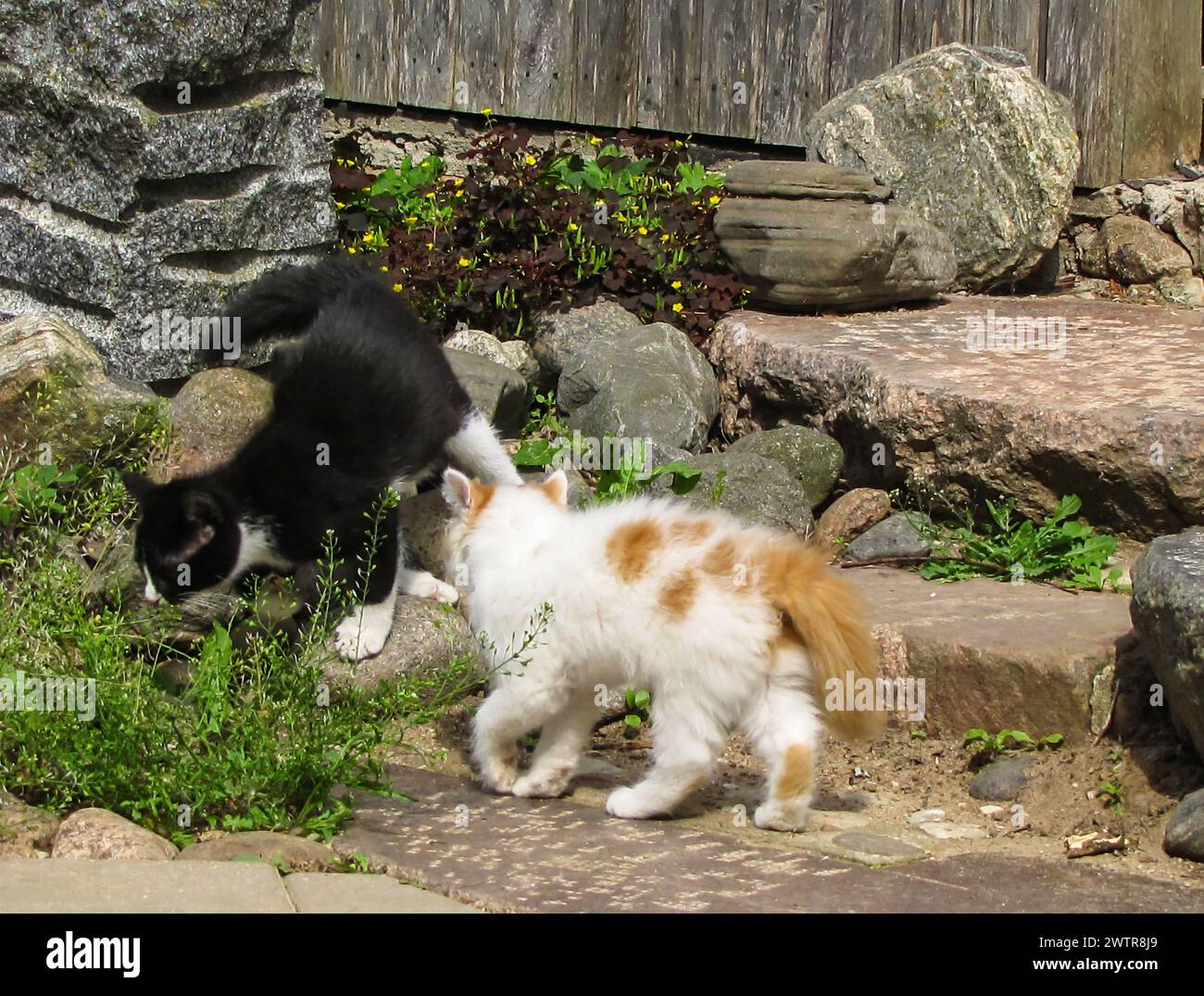 Mehrere Katzen tummeln sich auf einem Hof bei Felsen Stockfoto