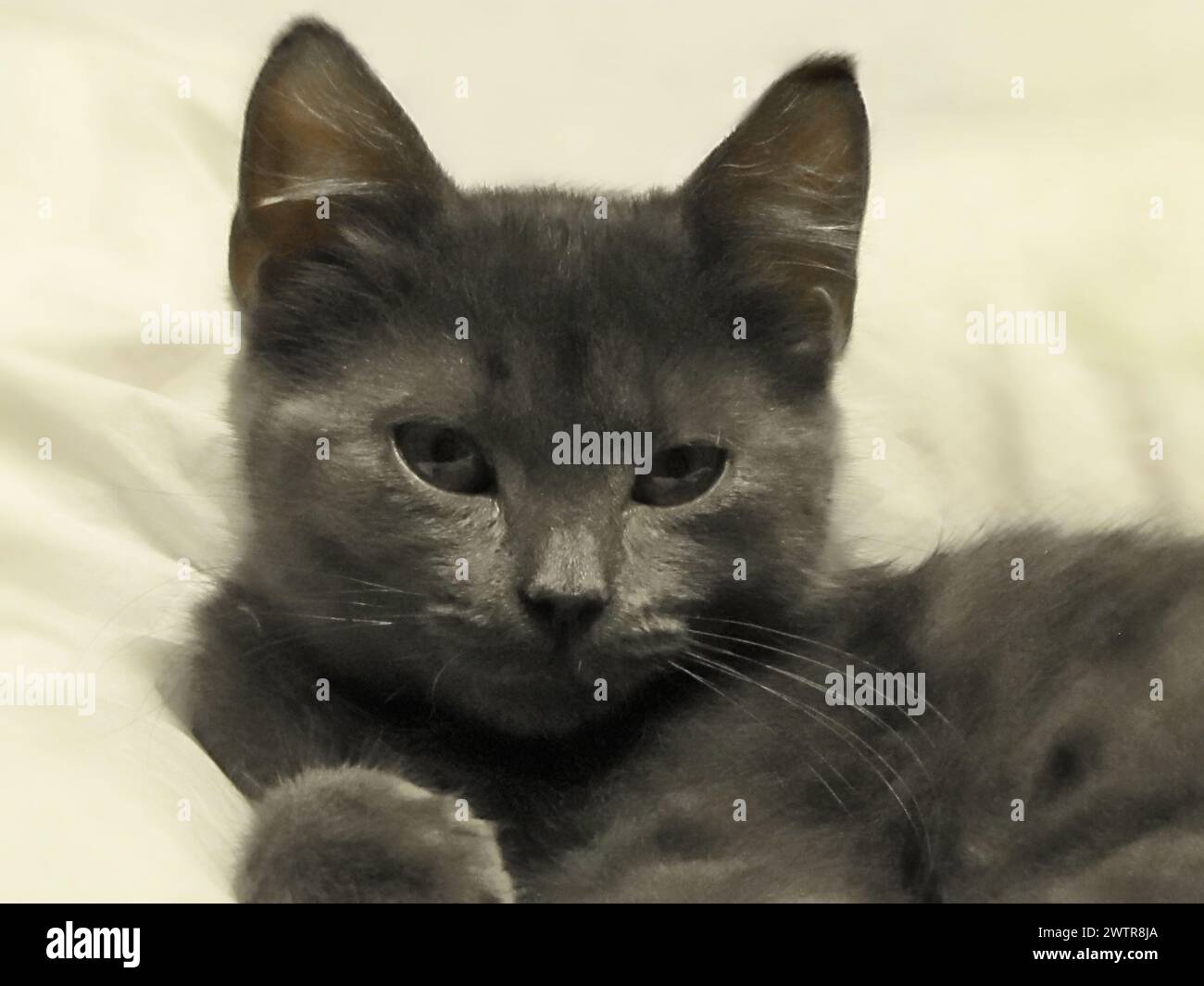 Ein graues Kätzchen, das auf einem weißen Laken liegt, mit einer anderen Katze oben Stockfoto