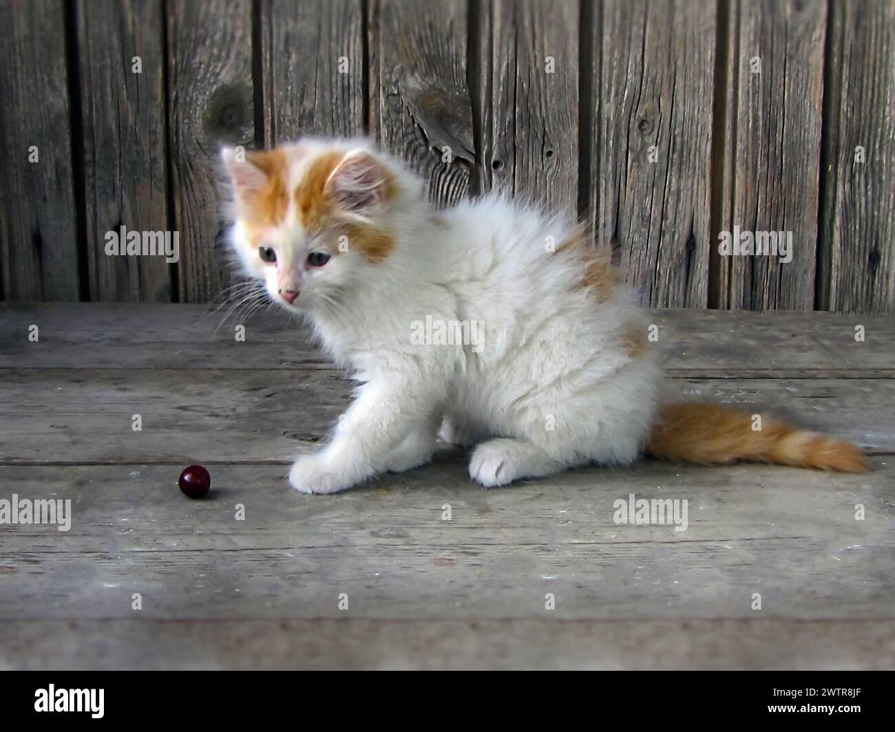 Eine kleine Katze, die ein Objekt auf dem Boden anstarrt Stockfoto
