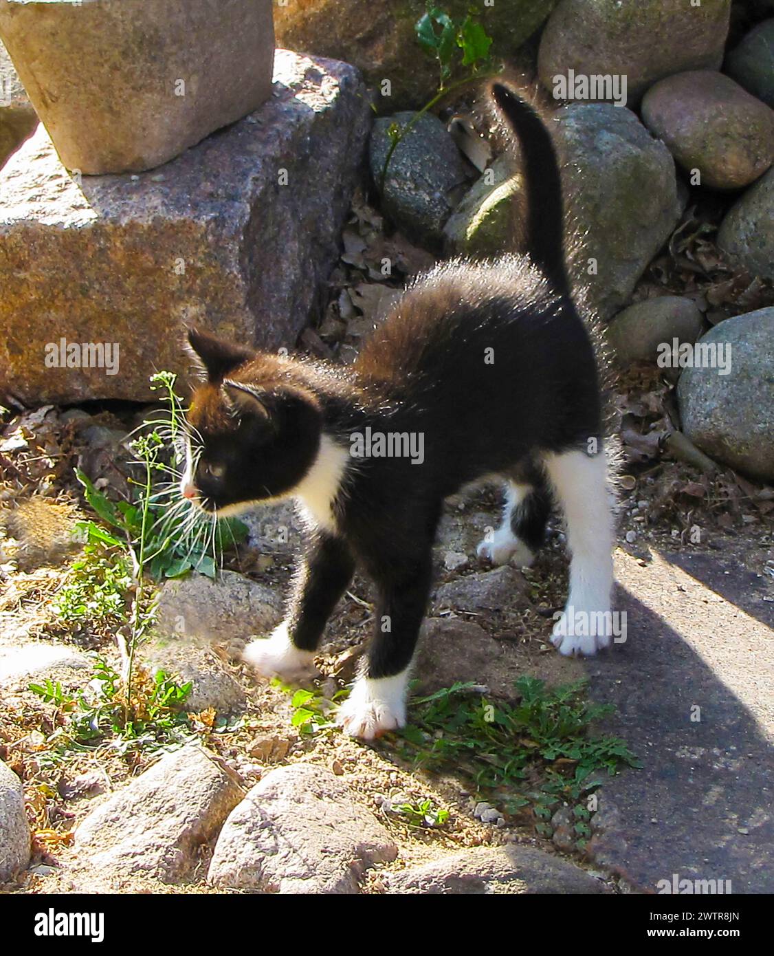 Ein einfarbiges Kätzchen auf felsigem Boden Stockfoto