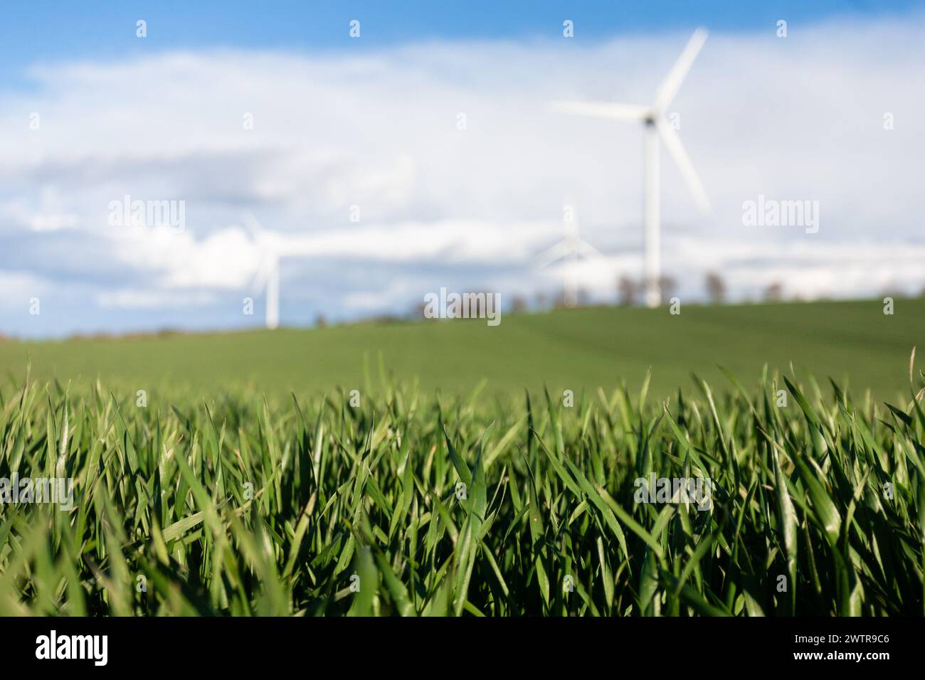 Nahaufnahme von grünem Gras auf einer Wiese und im Hintergrund, außer Fokus stehende Windturbinen zur Stromerzeugung. Selektiver Fokus. Stockfoto