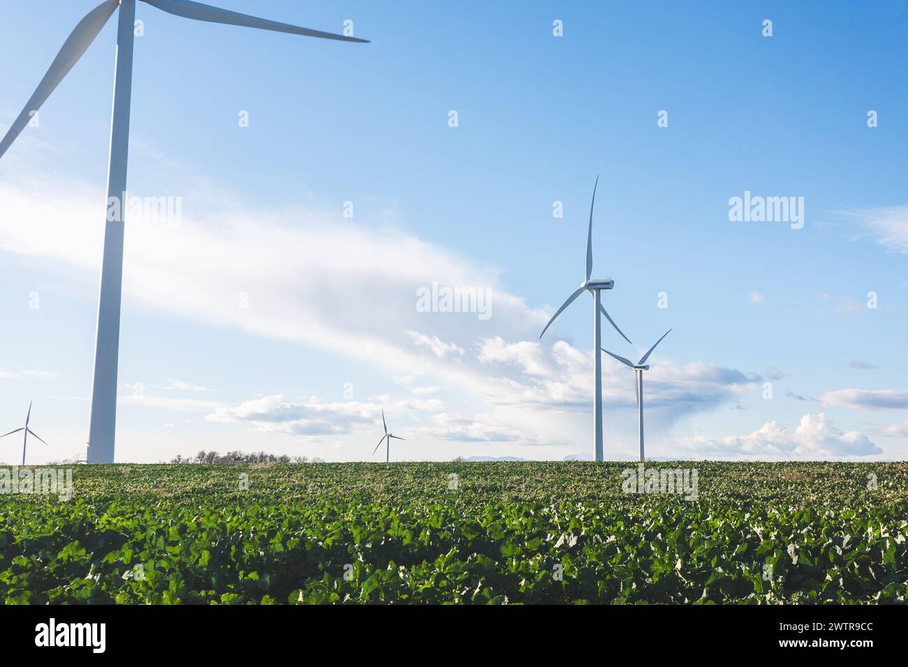 Windpark an bewölktem Himmel und grüner Wiese. Windenergie, grüne Energie, nachhaltige Entwicklung. Stockfoto