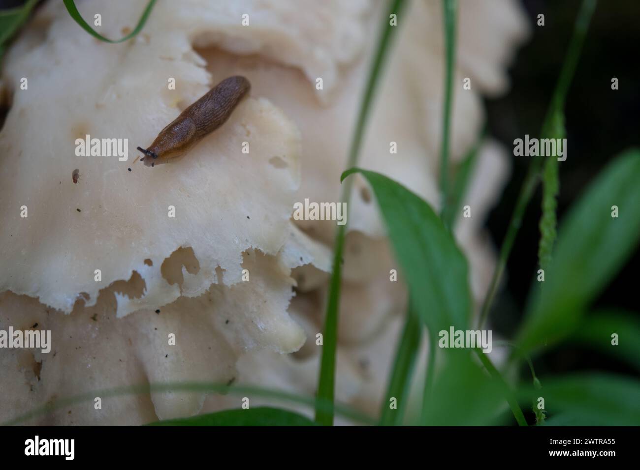Schnecke krabbelt auf einem Pilz, den sie isst Stockfoto