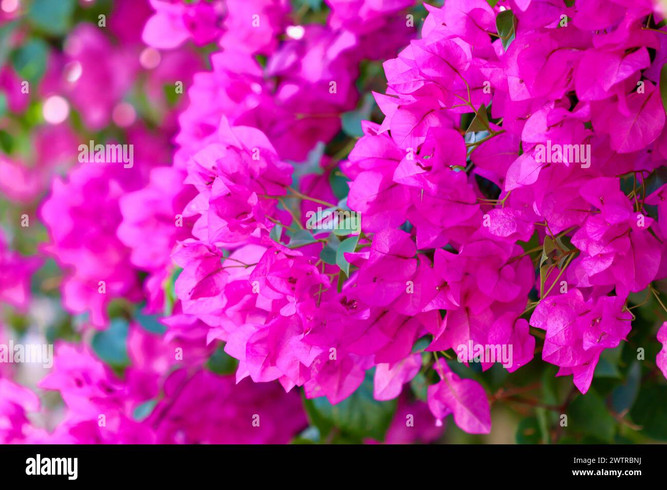 Üppige Blüte von rosa Bougainvillea. Tropische Blumen Hintergrund. Weichfokus Stockfoto