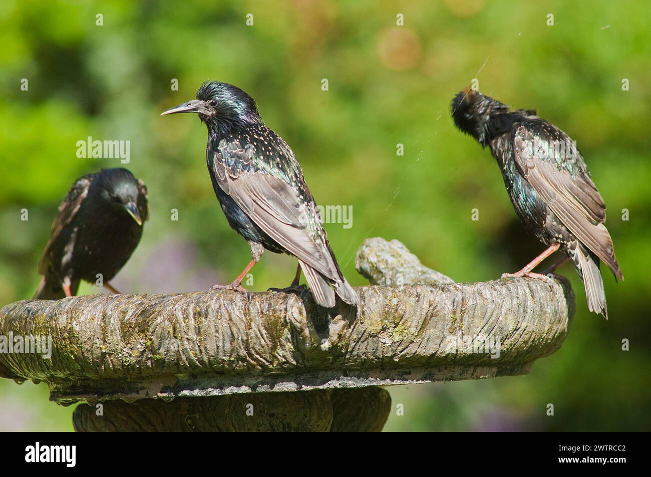 DE. Starne (Sturnus vulgaris) Trinkwasser auf einem privaten Garten. England, Großbritannien. ES. Estorninos pinto (Sturnus vulgaris) bebiendo Agua en un Jardín Stockfoto