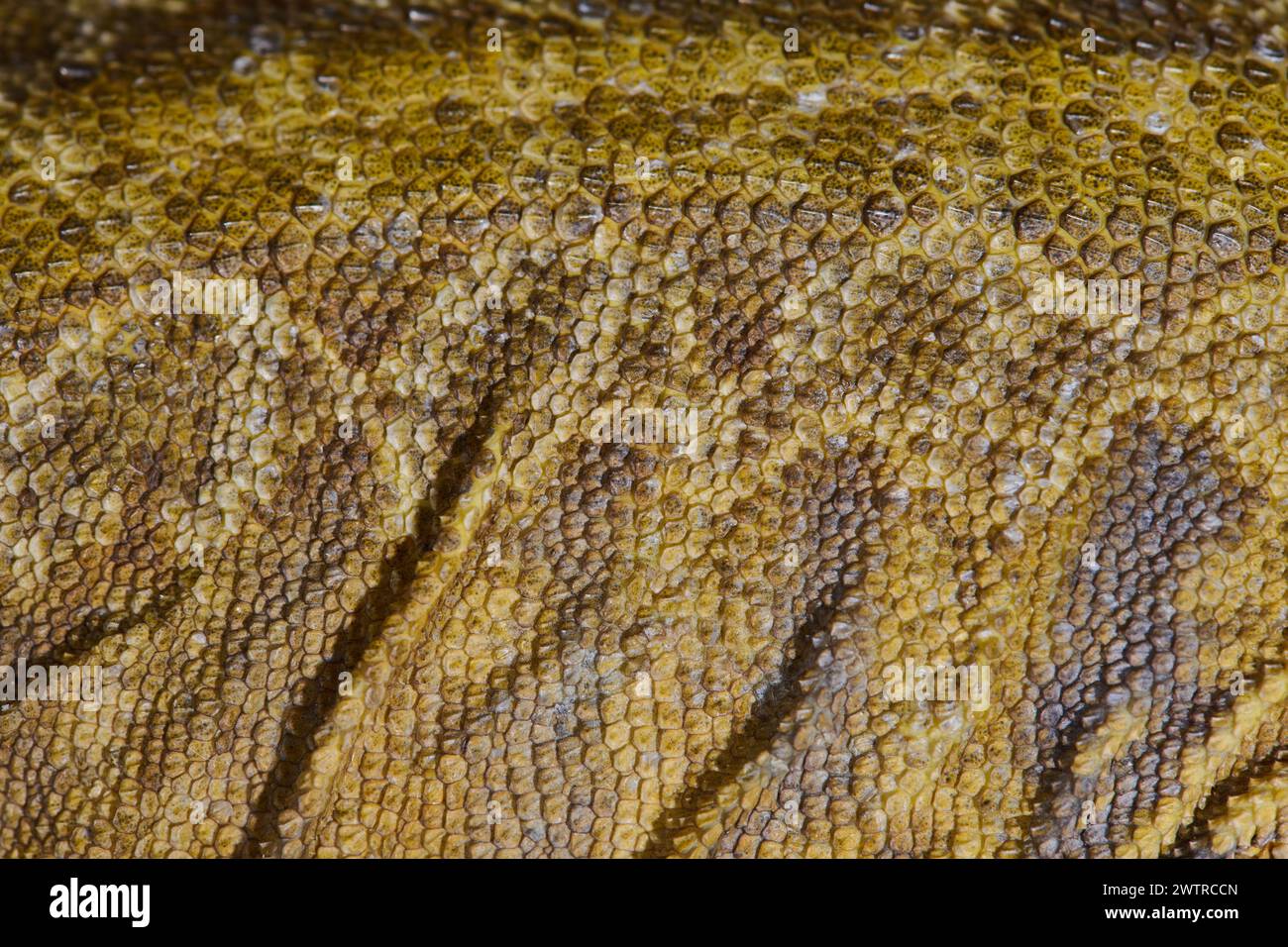 Nahaufnahme Porträt des bärtigen Drachen (Pogona Vitticeps) mit strukturierter Skala in leuchtendem Gelb Stockfoto