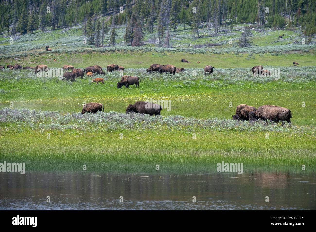 American Bison (Bison Bison) Herde weidet neben dem Lamar, Lamar Valley, Yellowstone NP, Wyoming. Stockfoto