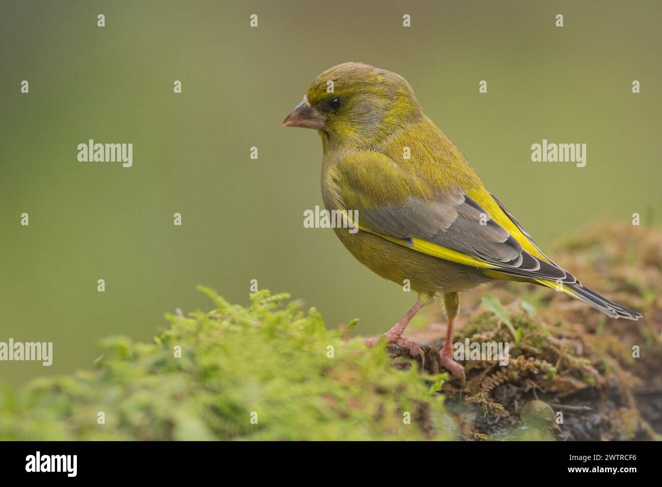 Europäischer Grünfink (Chloris chloris) auf moosigem Gestein. Sierra Morena, Andalusien, Spanien Stockfoto