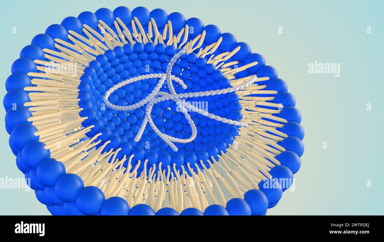 3D-Rendering von DNA-Helixen im Liposom Stockfoto