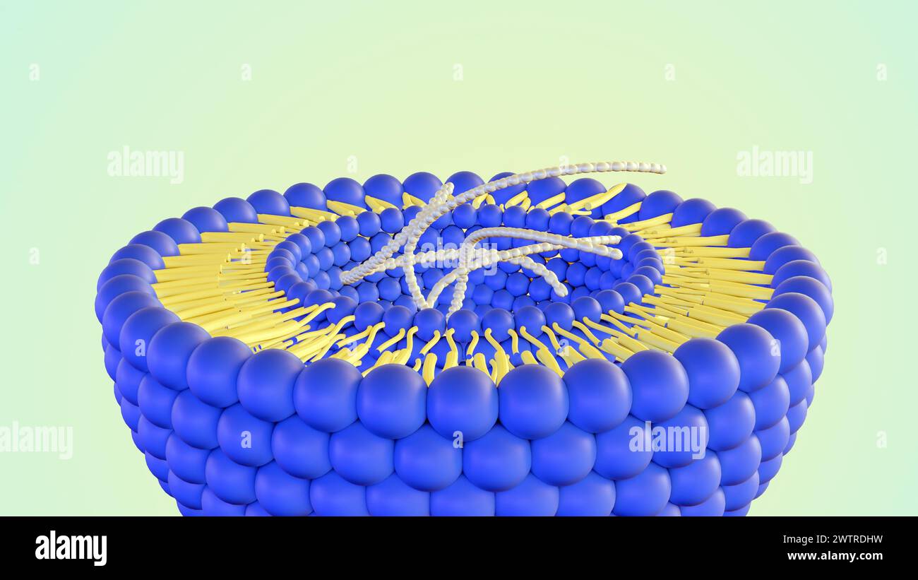3D-Rendering von DNA-Helixen im Liposom Stockfoto