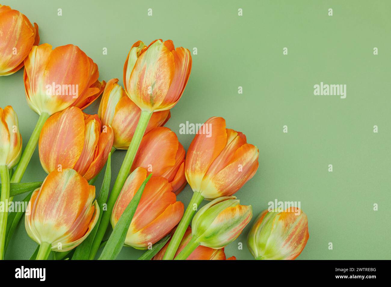 Leuchtend orange Tulpen auf pastellgrünem Hintergrund. Festliches Konzept für Muttertag oder Valentinstag. Grußkarte, Osterliege, beste Wünsche, t Stockfoto
