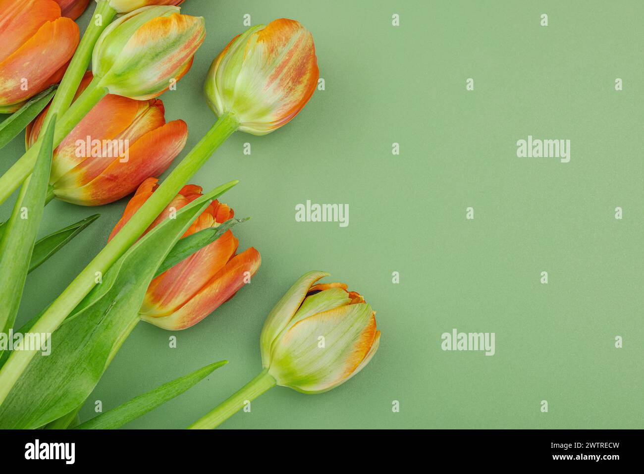 Leuchtend orange Tulpen auf pastellgrünem Hintergrund. Festliches Konzept für Muttertag oder Valentinstag. Grußkarte, Osterliege, beste Wünsche, t Stockfoto