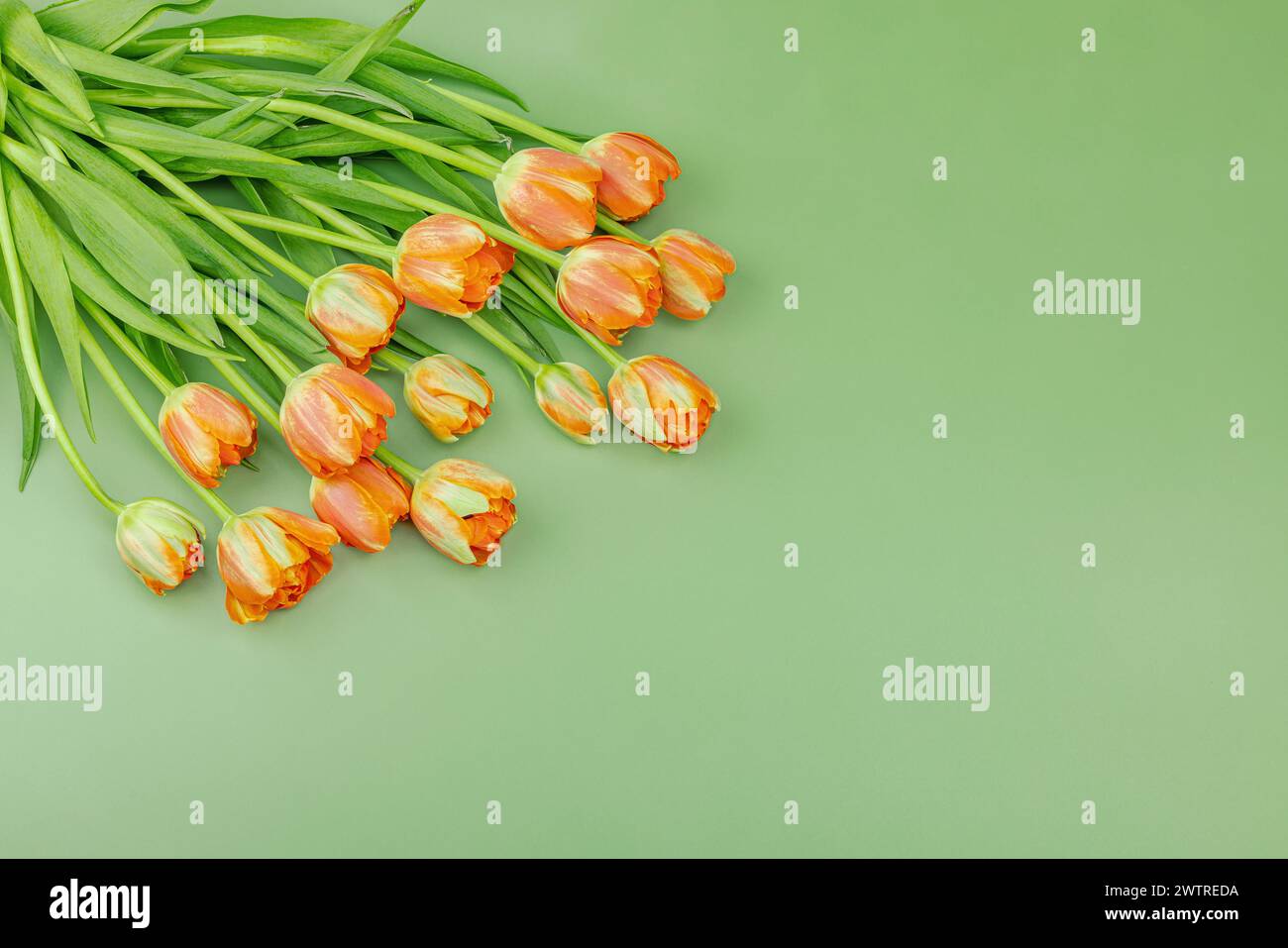 Leuchtend orange Tulpen auf pastellgrünem Hintergrund. Festliches Konzept für Muttertag oder Valentinstag. Grußkarte, Osterliege, beste Wünsche, t Stockfoto