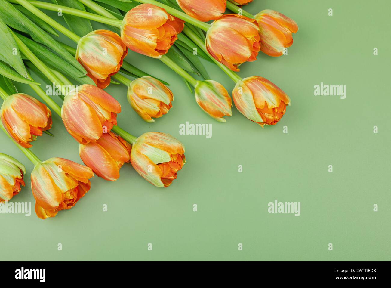 Leuchtend orange Tulpen auf pastellgrünem Hintergrund. Festliches Konzept für Muttertag oder Valentinstag. Grußkarte, Osterliege, beste Wünsche, t Stockfoto