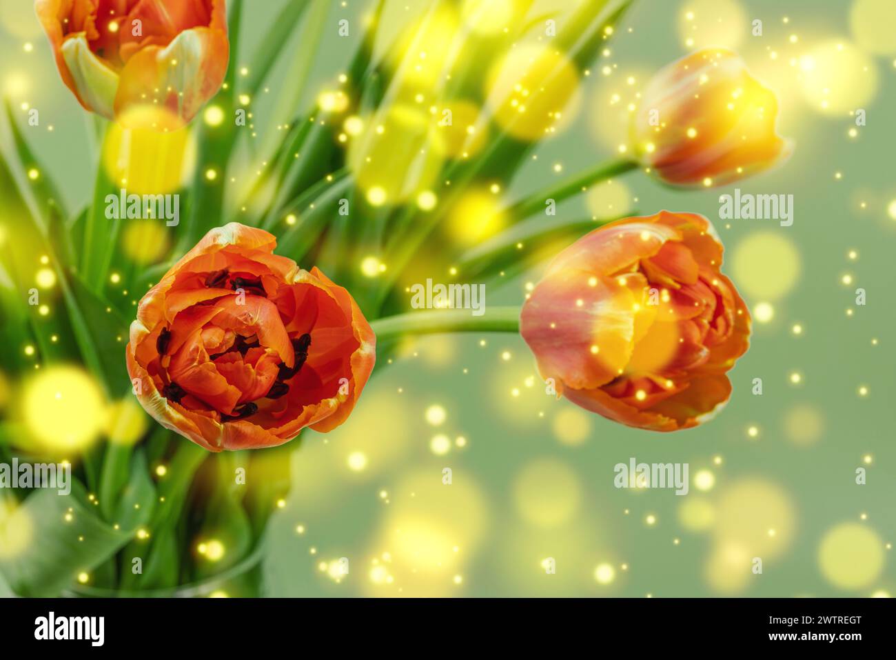 Leuchtend orange Tulpen auf pastellgrünem Hintergrund. Festliches Konzept für Muttertag oder Valentinstag. Grußkarte, Osterliege, beste Wünsche, c Stockfoto