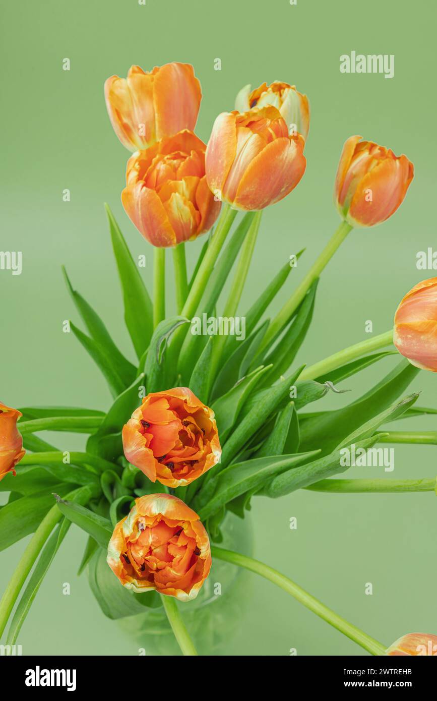 Leuchtend orange Tulpen auf pastellgrünem Hintergrund. Festliches Konzept für Muttertag oder Valentinstag. Grußkarte, Osterliege, beste Wünsche, c Stockfoto