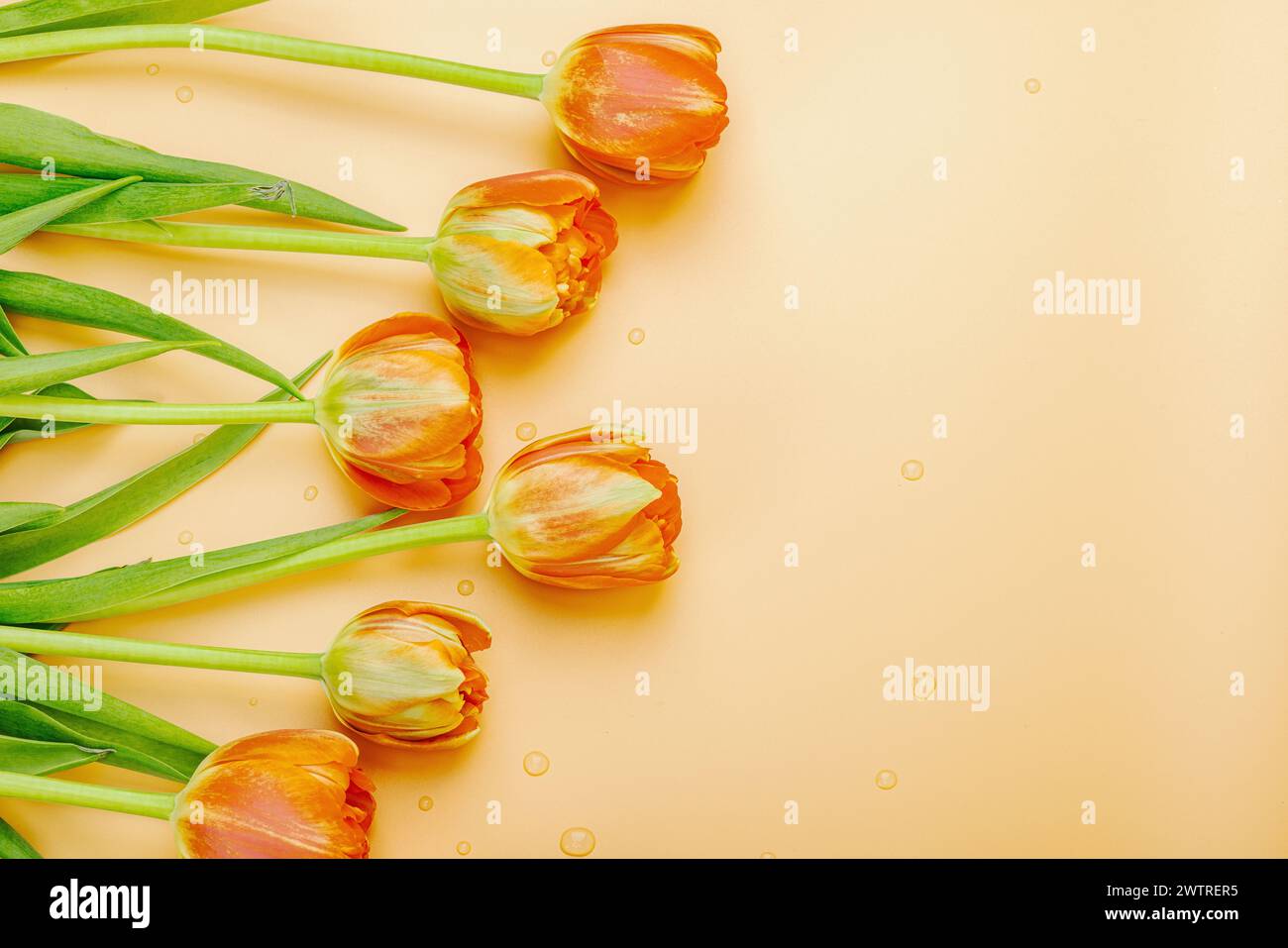 Leuchtend orange Tulpen auf einem pastellfarbenen Aprikosenhintergrund. Festliches Konzept für Muttertag oder Valentinstag. Grußkarte, Osterliege, beste Wünsche, Stockfoto