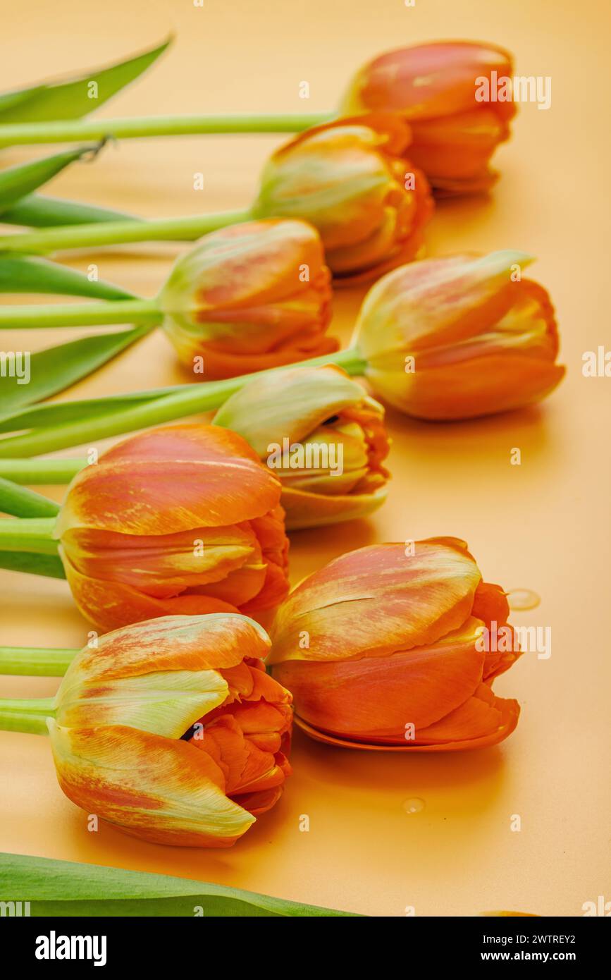 Leuchtend orange Tulpen auf einem pastellfarbenen Aprikosenhintergrund. Festliches Konzept für Muttertag oder Valentinstag. Grußkarte, Osterliege, beste Wünsche, Stockfoto