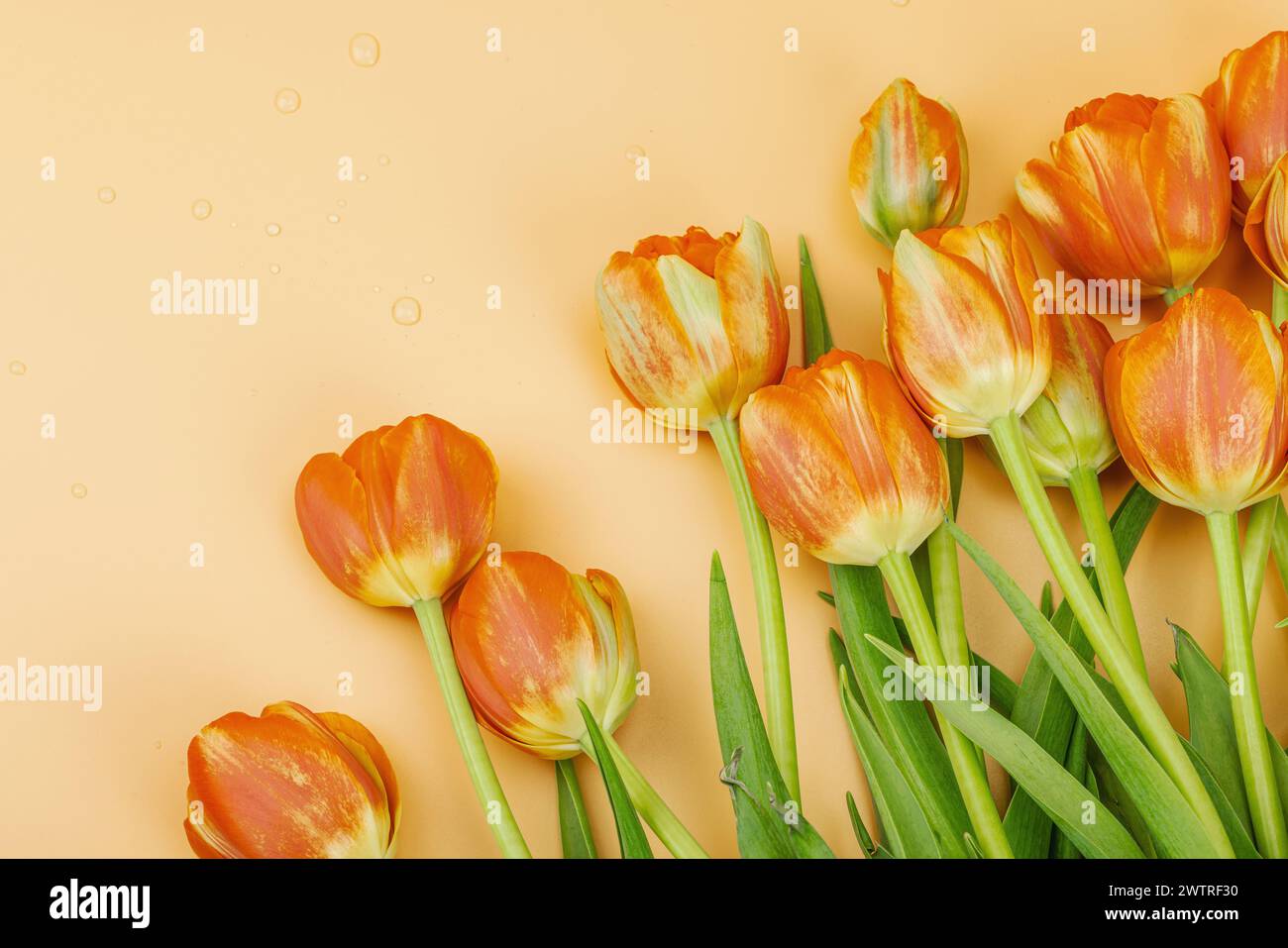 Leuchtend orange Tulpen auf einem pastellfarbenen Aprikosenhintergrund. Festliches Konzept für Muttertag oder Valentinstag. Grußkarte, Osterliege, beste Wünsche, Stockfoto