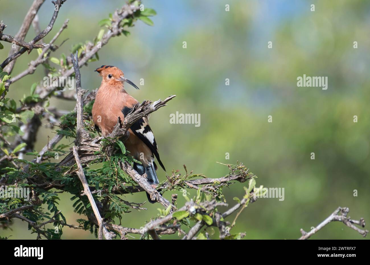 Afrikanischer Wiedehopf (Upupa africana) auf einem Baum Stockfoto