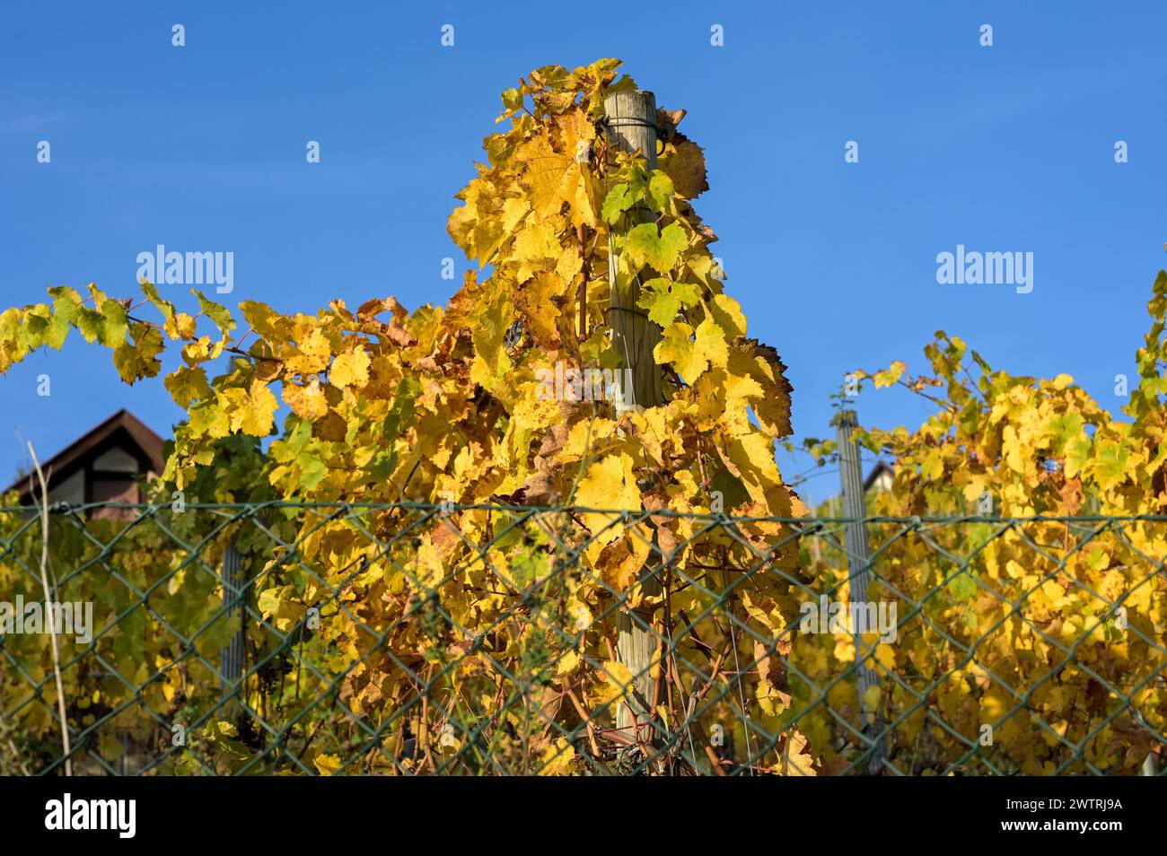 Weinberg im Herbst: Viele Traubenblätter in hellen Herbstfarben. Stockfoto