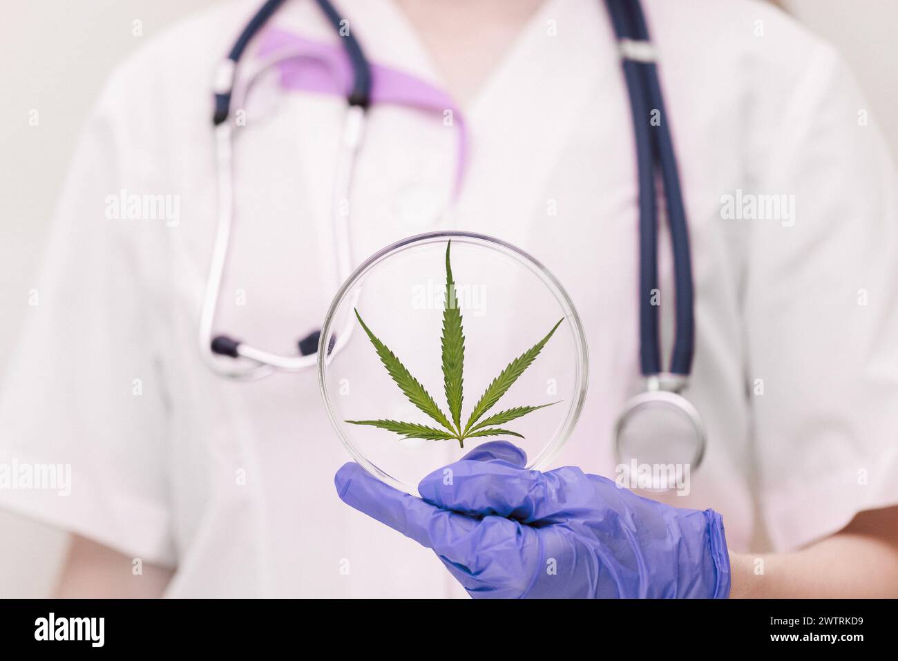 Ein Mediziner mit einem Stethoskop im Labormantel und blauen Handschuhen hält eine runde Laborbrille mit einem Cannabisblatt. Medizinische Eigenschaften von Hanf c Stockfoto