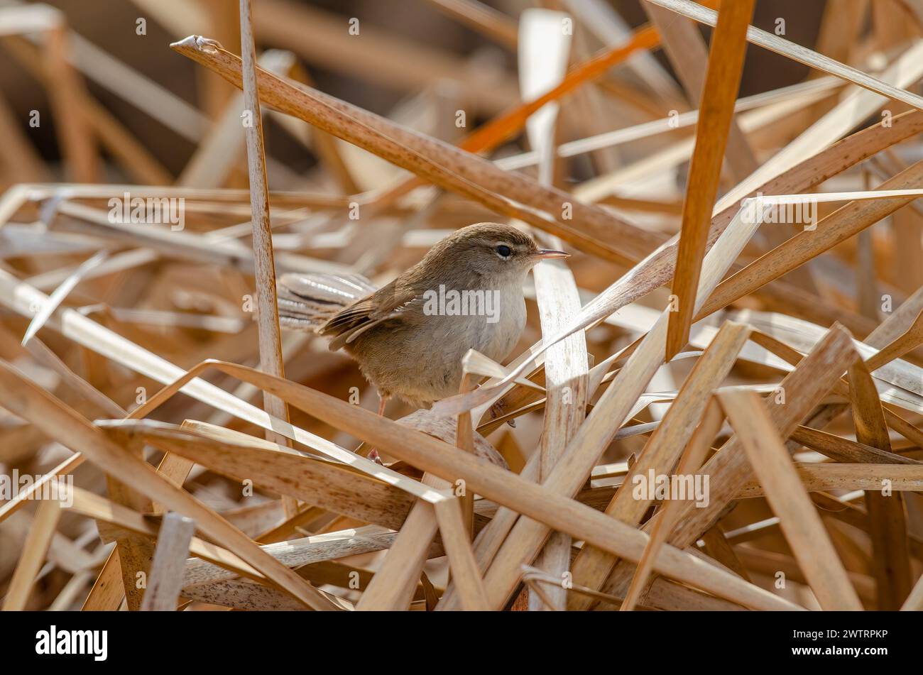 Unter den trockenen Schilfen, Cettis Warbler, Cettia Cetti. Stockfoto