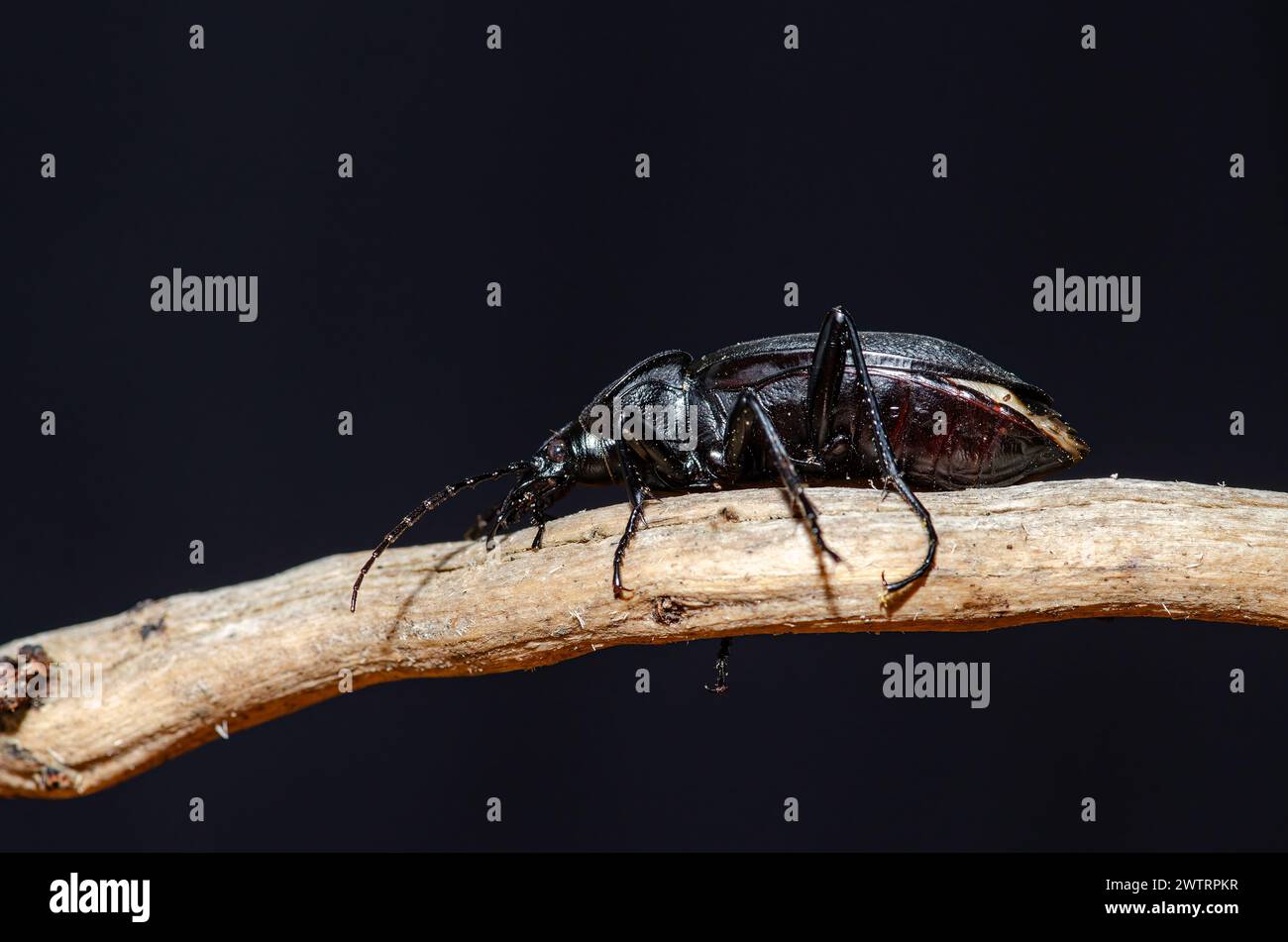 Ein schwarzes Insekt bewegt sich auf einem Ast. Carabus Coriaceus Stockfoto