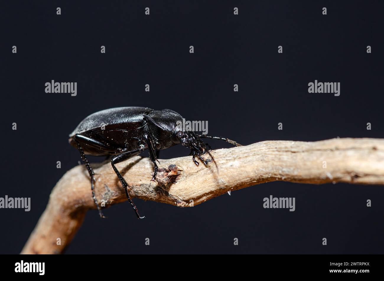 Ein schwarzes Insekt bewegt sich auf einem Ast. Carabus Coriaceus Stockfoto