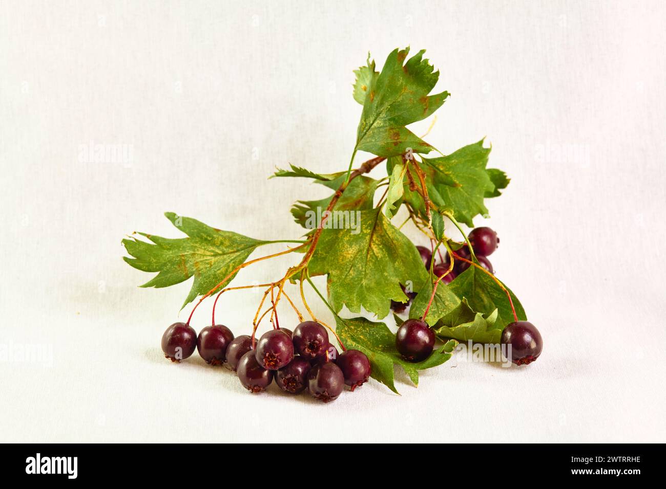 Weißdorn (Frucht des gewöhnlichen Weißdorns, Crataegus pentagyna) Stockfoto