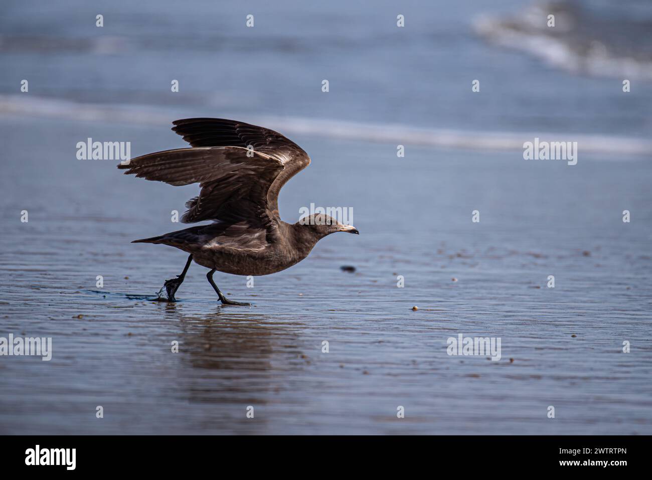 Eine Heermann-Möwe fliegt vom Sandstrand aus. Stockfoto