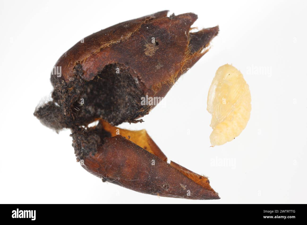 Birnenkäfer oder Birnenkäfer (Anthonomus piri). Eine Birnensäule, die Knospen zerstört. Puppe aus der Blütenknospe des Birnenbaums entfernt. Stockfoto