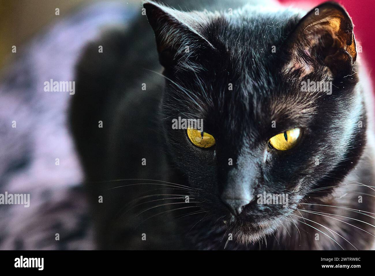 Schwarze Katze sitzt auf einem Hügel Stockfoto