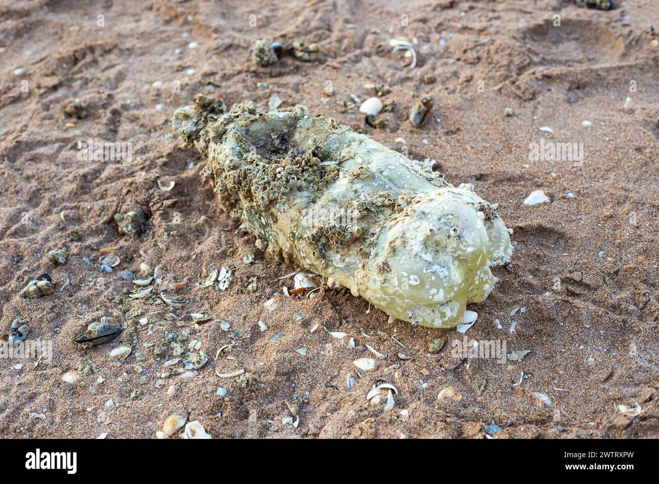 Eine Plastikflasche, die mit Muscheln bewachsen ist. Plastikmüll im Meer, Umweltkatastrophe. Stockfoto