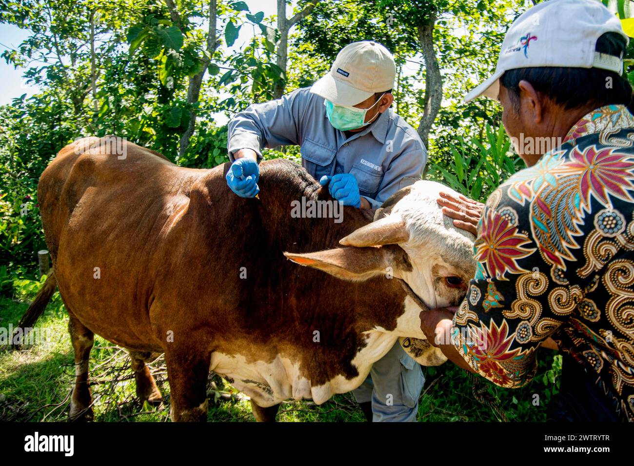 Yogyakarta, Indonesien. März 2024. Ein Tierarzt injiziert Milzbrand-Impfstoff für eine Kuh im Dorf Gayamharjo im Distrikt Sleman, Yogyakarta, Indonesien, 19. März 2024. Quelle: Agung Supriyanto/Xinhua/Alamy Live News Stockfoto