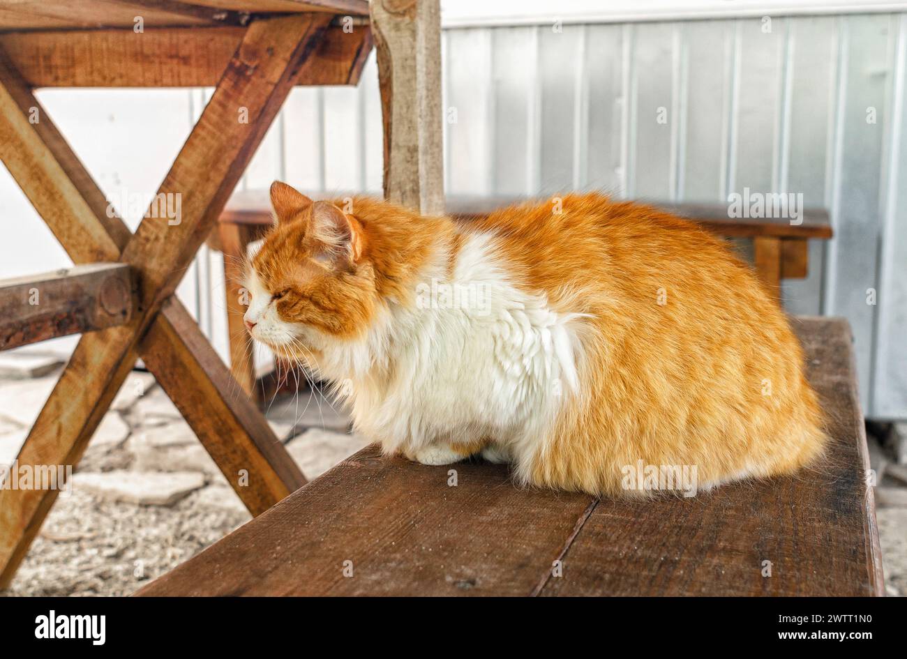 Obdachlose traurige rote Straßenkatze liegt auf einer Holzbank. Zur Frage der Pflege von obdachlosen Tieren. Stockfoto