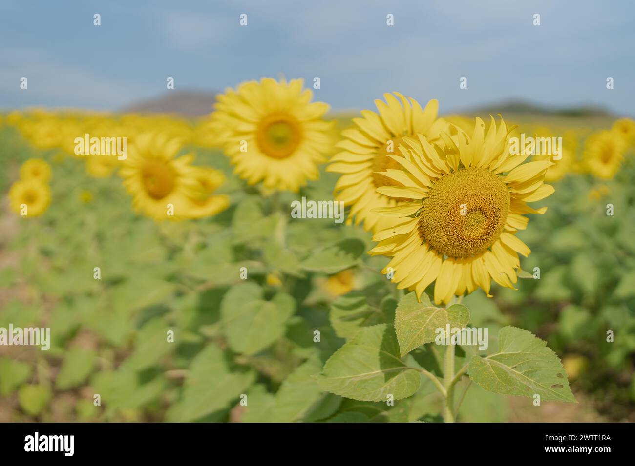 Wunderschöne Sonnenblume auf einem Feld um die Morgenzeit Stockfoto