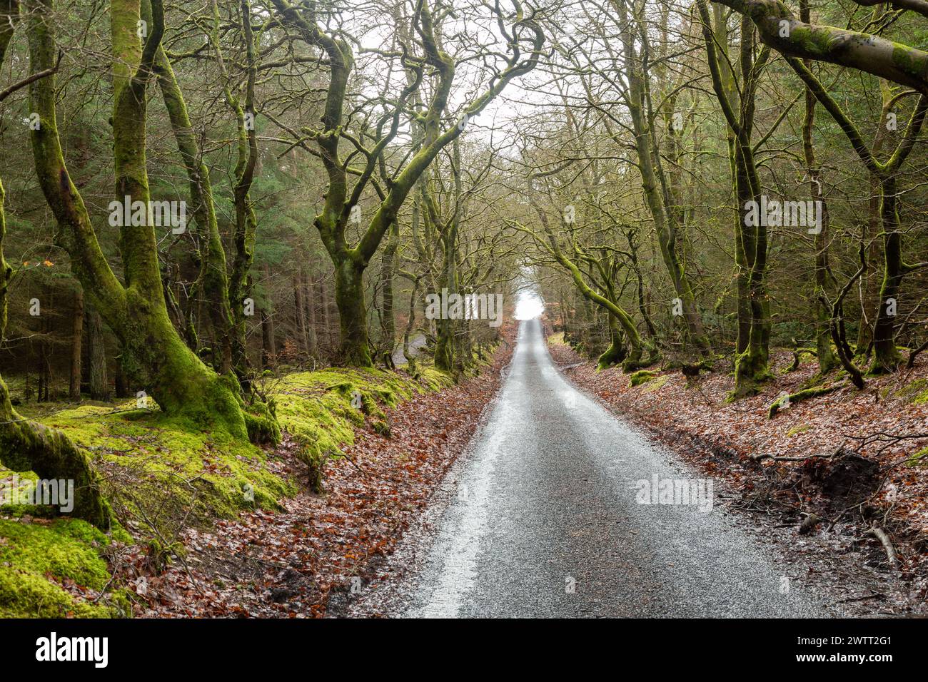 Eine einspurige Straße durch den Beecraigs Country Park, Linlithgow, West Lothian, Schottland Stockfoto