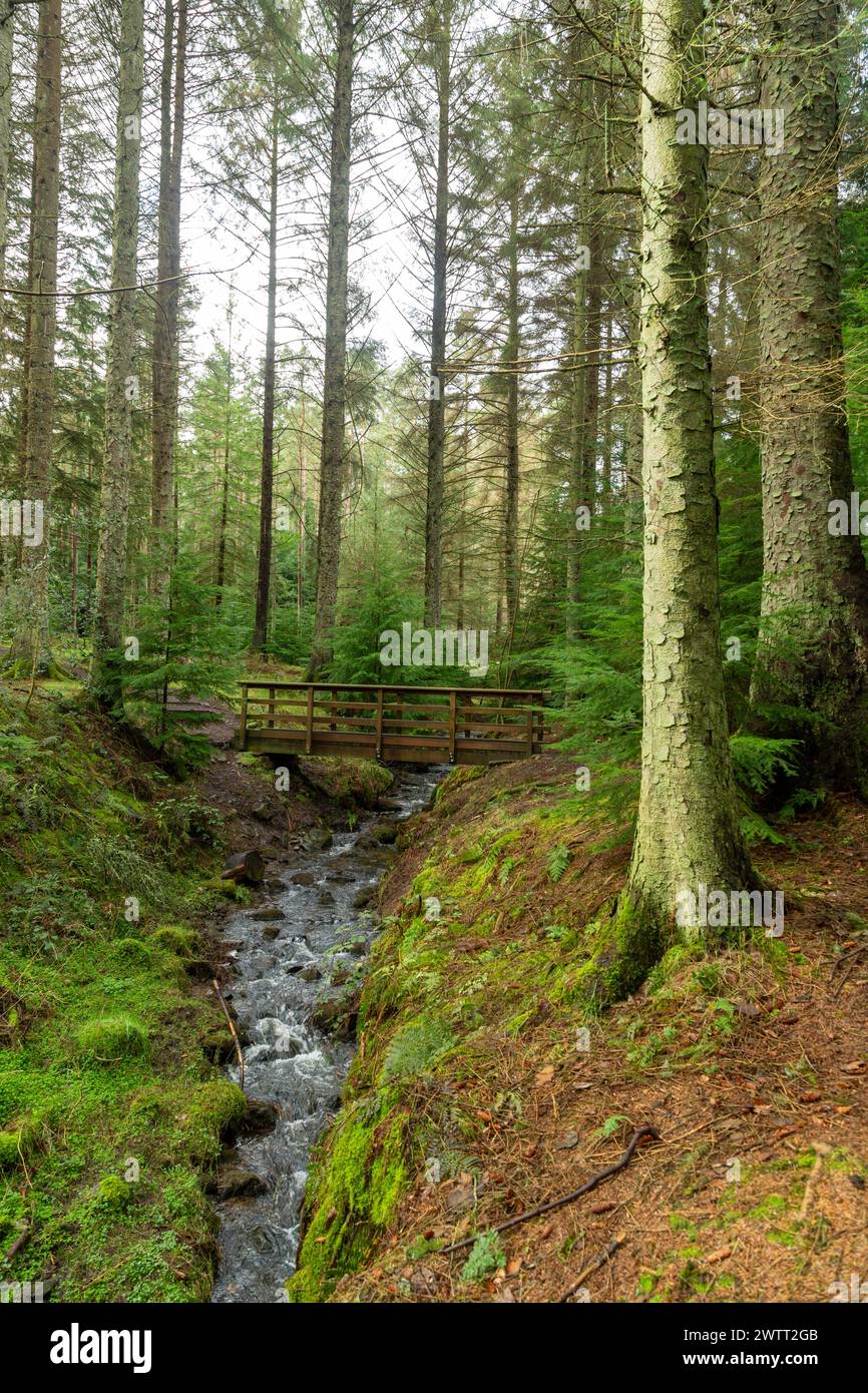 Wandern im Wald im Beecraigs Country Park, Linlithgow, West Lothian Stockfoto