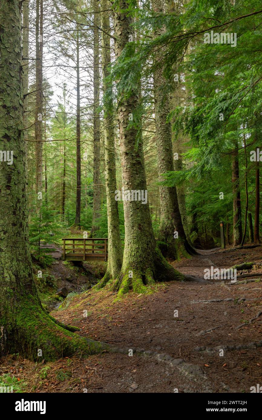 Wandern im Wald im Beecraigs Country Park, Linlithgow, West Lothian Stockfoto